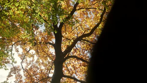 Tree with Golden Leaves in Autumn