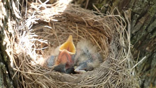 Baby Birds Awaiting Food in Nest on Tree