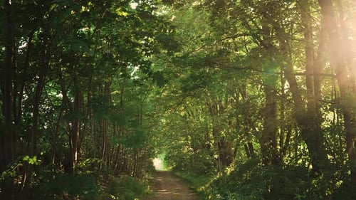 Sunlight Through Branches of Old Trees Over Abandoned Mystery Rural Road