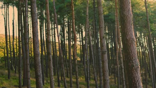 Slow Pan Across Dense Forest Plantation with Soft Sunlight