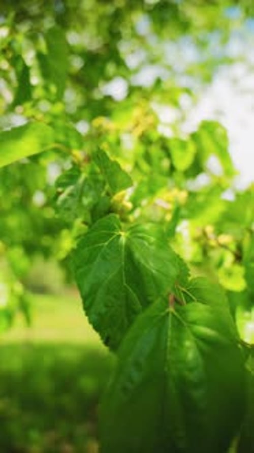 Feuilles vert vif avec un bokeh doux