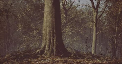 Árvore majestosa em pé em uma floresta serena durante a luz do início da manhã
