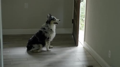 A dog sits and waits while looking out the door. 4k 60fps