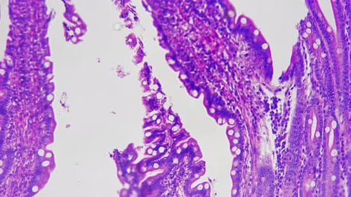Simple Columna Epithelium in Section Magnified Under Microscope in 200 Times on Bright Field