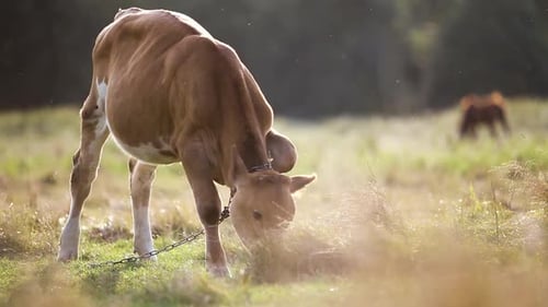 Domestic Cow Grazing on Farm Pasture with Green Grass