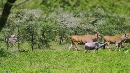 Gnus und Antilope in der Wildnis Tansanias in Afrika auf der Manyara-Ranch