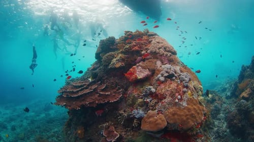 Snorkeling People As Seen From the Bottom Group of People Snorkeling on the Reef with Healthy Corals