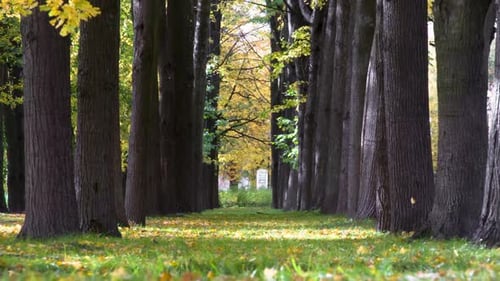 Autumn Scenery In The Park