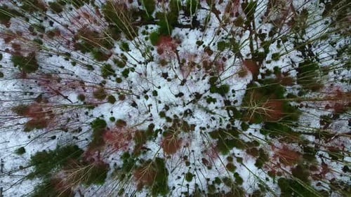 Luftaufnahme von oben nach unten über blattlose Bäume an einem kalten Wintertag mit schneebedecktem Waldboden.