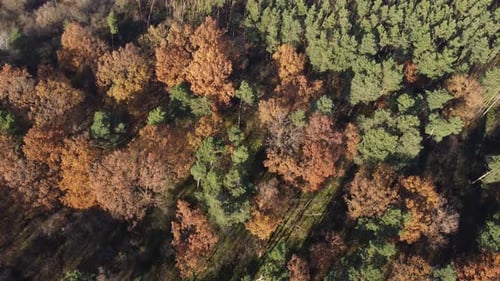 Aerial drone view over autumn forest. Colorful trees in the wood. Autumn forest aerial drone view.