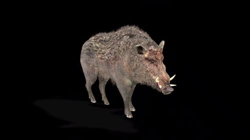 Animated 3D Wild Boar Standing and Sniffing