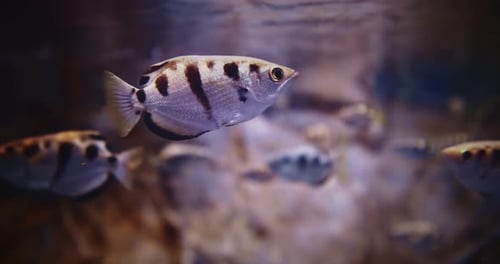 Spotted Archerfish Swim In Aquarium