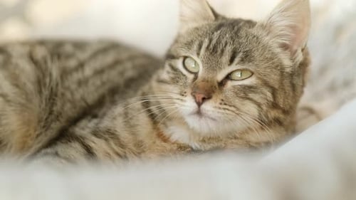 Striped Domestic Cat Resting on Swing on the Terrace Home at Sunset Light
