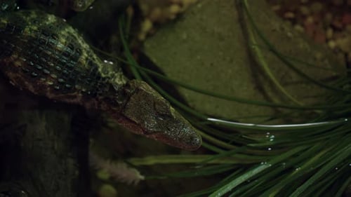 Small Crocodile Resting in a Shallow Pool