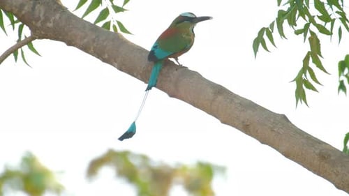 Turquoise browed motmot (Eumomota superciliosa) also known as Torogoz sits on the tree branch in Cos