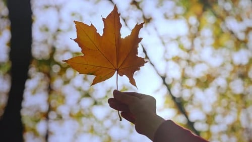 Hand Holding Yellow Leaf in Autumn Forest