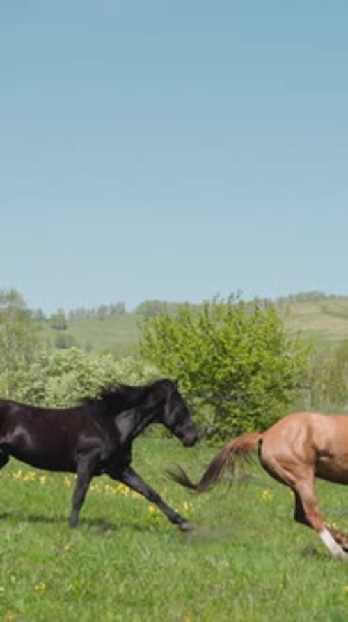 Purebred Dark and Buckskin Horses Run and Play on Field