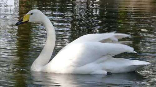 cygne chanteur sur le lac