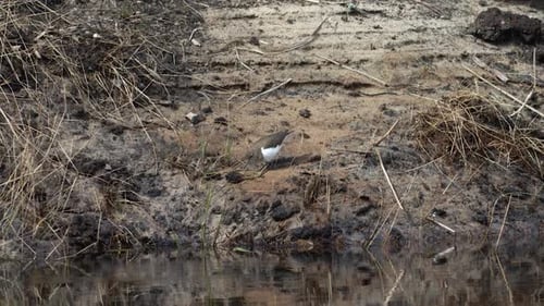 Common sandpiper is looking for food at river bank mud in spring