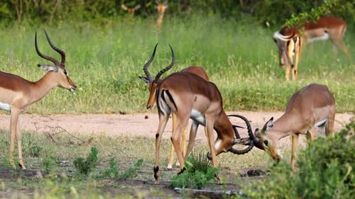 Impala Grazing Together on the African Savanna