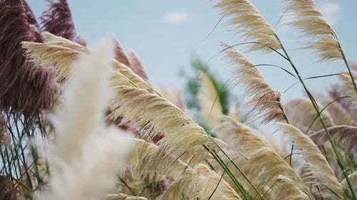 Pampas Grass Plants Swaying in the Wind, Close Up Background of Grasses Gently Blowing in Windy Weat