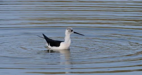Grooming Black-winged stilt (Himantopus himantopus), Camargue, France