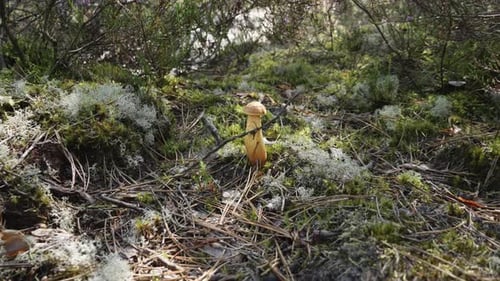 Aureoboletus projectellus Murrill Halling, a Bolete mushroom grows on forest floor. Close-up dolly s