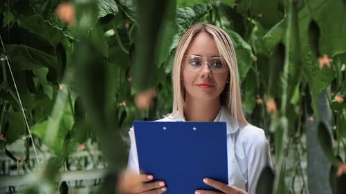 Woman Scientist Inspects Cucumbers in Greenhouse