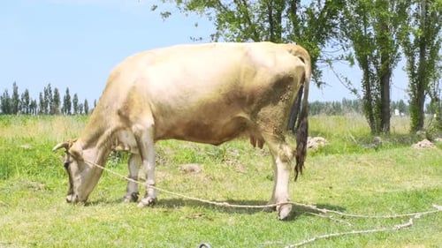White Cow in the Field Eats Grass Against the Backdrop of Blue Skies and Mountains Farm with Cows