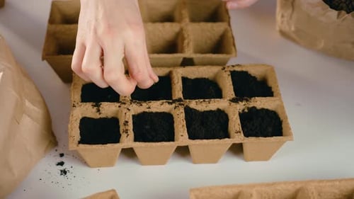 Woman Farmer Hands Planting Seeds Indoor Plant Agriculture Concept Beginning of Seasonal