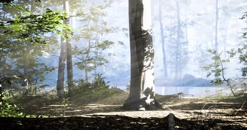 Sunlight Filters Through Trees in a Serene Forest By a Calm Lake