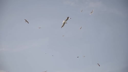 Seagulls Soaring Peacefully in Blue Sky