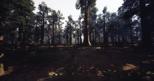 Tranquil Grove with Rhythmic Tree Alignments Invites Calm Exploration