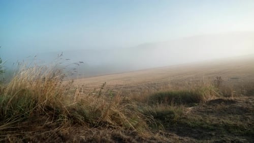 Foggy Golden Field on a Calm Morning
