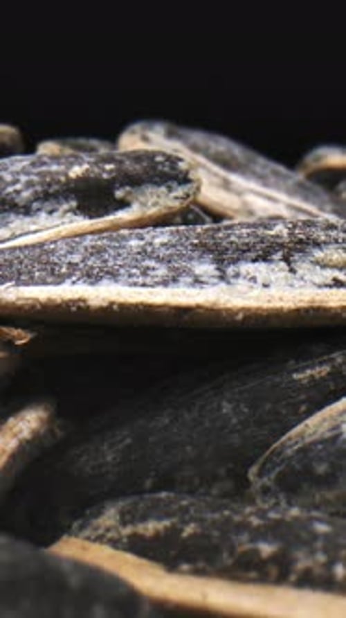 Extreme Close Up of Black Sunflower Seeds