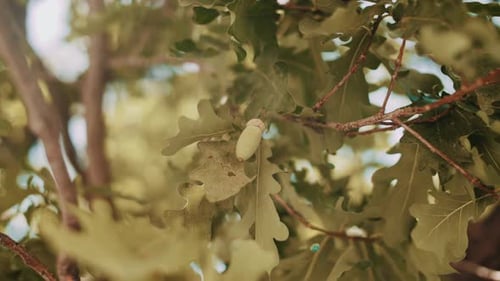 Green Acorns On Tree. Acorns Fruits On Oak Nut Tree. Leaves Forest At Summer.