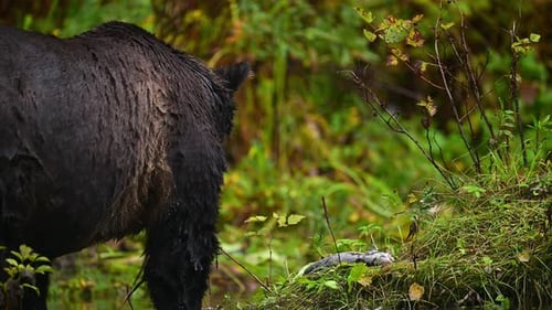 Grizzly Bear Exploring Stream in British Columbia