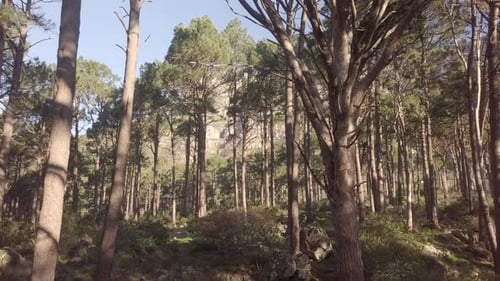 4k drone footage of trees in the forest