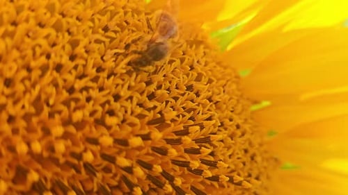 Bee Collecting Pollen on Bright Sunlit Sunflower Close-Up