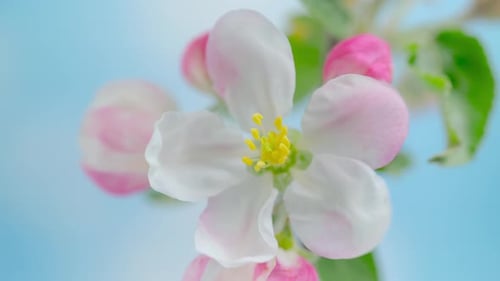 Time Lapse of Blooming Apple Flowers on Blue