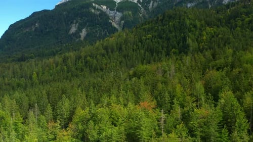 Lush Green Mountain Forest Aerial View