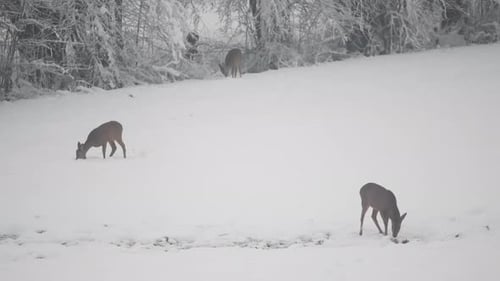 Deer searching for food in a wintry pasture, Fawn foraging across ice covered grassland