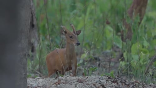 Alert Muntjac Deer Standing in a Forest