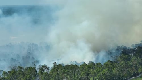 Huge Wildfire Burning Severely in Florida Jungle Woods Hot Flames in Forest Thick Smoke Rising Up