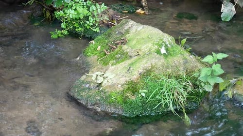 Fresh clean flowing stream around moss covered stone in shallow creek
