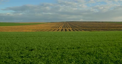 Beautiful Field of Green Grass, Agriculture. Top view. Aerial. Grass Cutting. Agricultural field gol