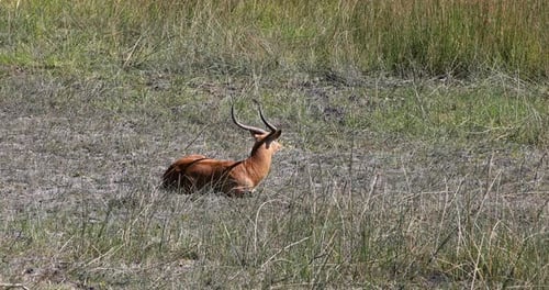 Southern Lechwe in Okavango, Botswana, Africa