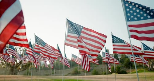 American Flags Waving Proudly in a Field