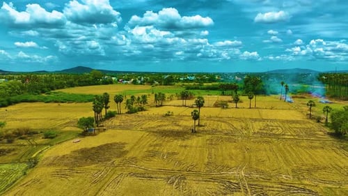 Palm Trees And Coconut Trees Near The Paddy Field