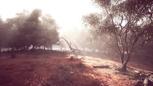 Dreamy Misty Forest Path with Sunbeams Animation